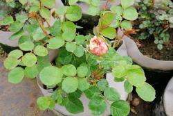 朱麗葉月季有什么優點